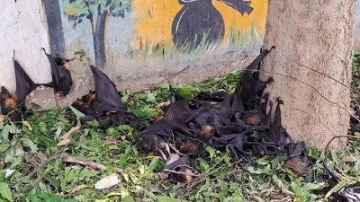 Chhattisgarh heatwave turns deadly for wildlife: Over 700 birds bats animals dead