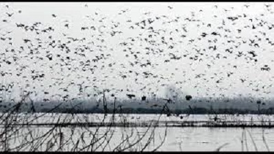 Restored water channel to breathe new life into Hokersar wetland in Jammu and Kashmir