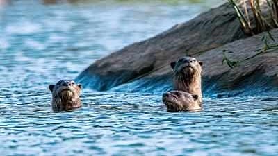 Otters too facing threat due to habitat degradation