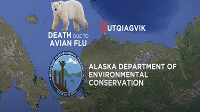 In a first, a polar bear has died of avian flu in the Arctic