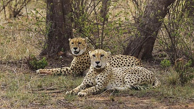 How the Gandhi Sagar Wildlife Sanctuary is being developed as India’s second home for cheetahs