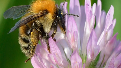 Climate change now threatens thousands of species on Earth