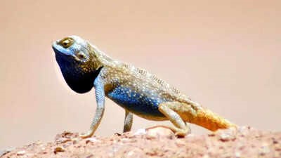 Rare Pale Agama lizard spotted in Saudi Arabias desert: A sign of thriving wildlife