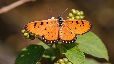 80% butterflies have expanded their ranges while a quarter face range contractions due to climate change: Study