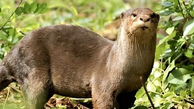Wildlife experts hail first sighting of smooth-coated otters in Uttarakhand&rsquo;s Nandhaur Sanctuary