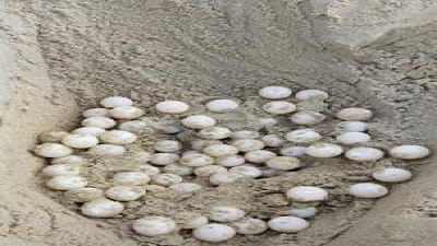 Olive Ridley turtles are back on Mangaluru beaches! 