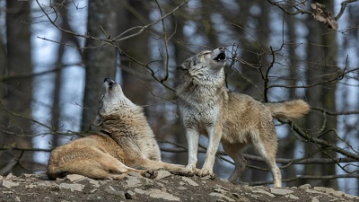 Wolf protection in Europe has become deeply political – Spain’s experience tells us why