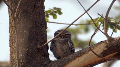 186 species spotted during bird survey in Tansa Sanctuary