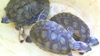 Wildlife poacher held by STF in Lucknow 108 turtles recovered