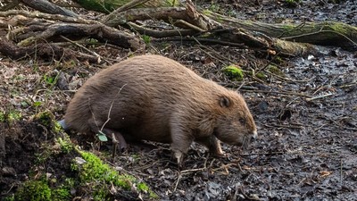 England released beavers into a Dorset woodland in 2025 one year later their dams had turned dense forest into wildlife rich wetland