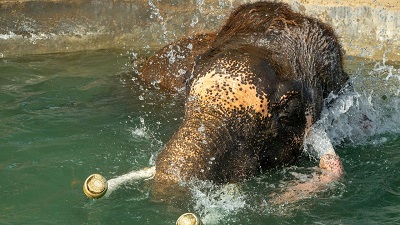 Fewer than 50000 elephants left in world Wildlife SOS  