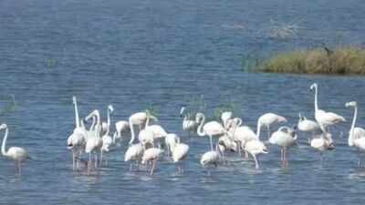 Dholeras wildlife A hidden ecosystem of birds grasslands and coastal life