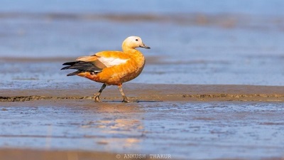 Record numbers of migratory birds flock to Himachals Pong Dam Lake wildlife census reveals