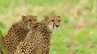 Radio collars of six Kuno cheetahs removed two had severe infection