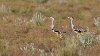 Bird species on the decline as Maharashtra grasslands shrink