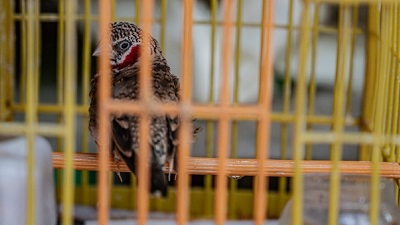 More than a million live birds imported to Asia in 15 years, report finds