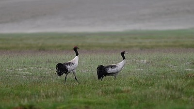 BNHS sterilises over 2,950 dogs to save Black-necked Cranes and wildlife in Ladakh