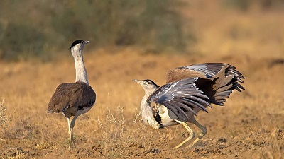 Save Great Indian Bustard before it is too late