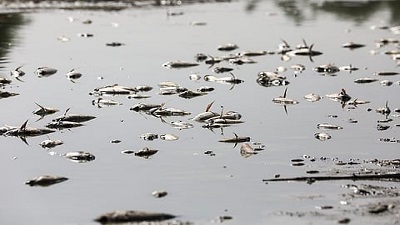 The dead fish at Delhi&rsquo;s Sanjay Lake are evidence of how fragile Indian cities have become in the face of climate stress