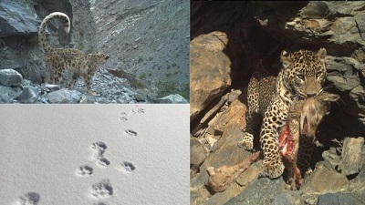 Himachal home to 83 snow leopards, up from 51 in 2021 Survey
