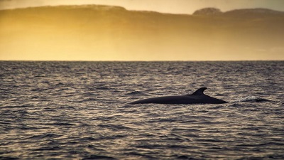 Why do rorqual whales need to be enormous? Answer helps identify species threatened by climate change