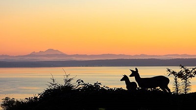 Climate change driving more local extinctions in temperate species than tropical ones, study finds