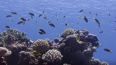 All coral reef ecosystems may collapse by 2075