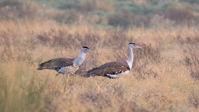 Can the Great Indian Bustard reclaim the Deccan part of its range? Yes, provided traditional agriculture is promoted, says study