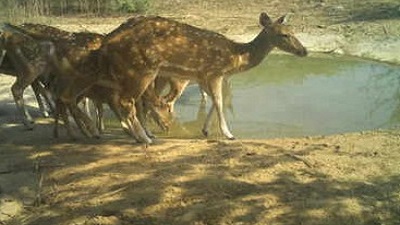 Heatwave affects urban wildlife in new delhi causing rise in rescues and dehydration cases