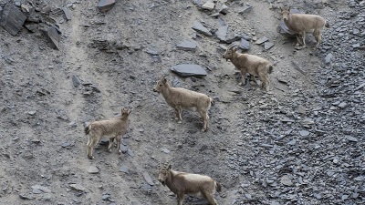 Hindu Kush Himalayas are changing. Ramp up adaptation, urges ICIMOD