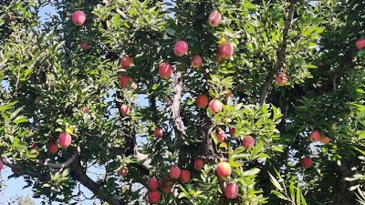 Uttarakhands apple orchards shrink as climate change hits Indias fruit basket