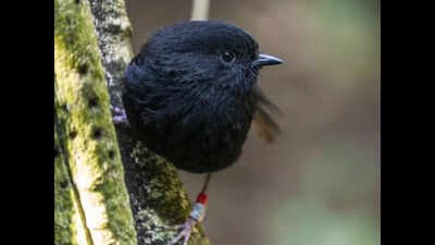 Endangered Black Robin aka Karure named New Zealands 2026 Bird of the Year