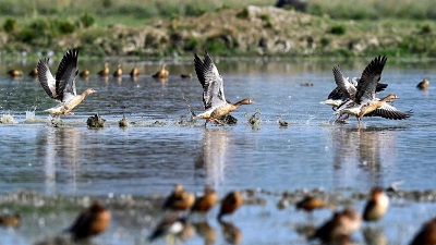 Tamil Nadu records 397 wetland bird species, 401 terrestrial bird species in synchronised survey