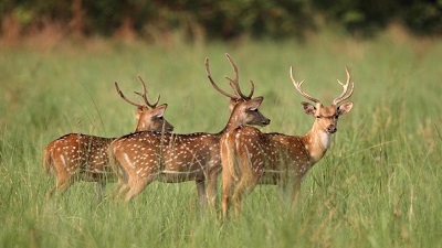 40 spotted deer translocated within Karnataka marking a new era in wildlife management