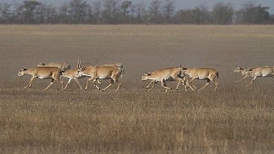 Global initiative marks taking steps to curb illegal and unsustainable taking of migratory wildlife