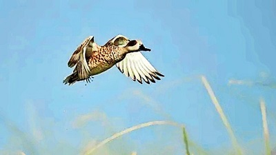 Gujarat: Statewide count this Dec-Jan to assess population of waterbirds, identify wetlands