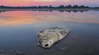 Oder river ecological disaster that killed hundreds of tonnes of fish in 2022 was human-made: Report