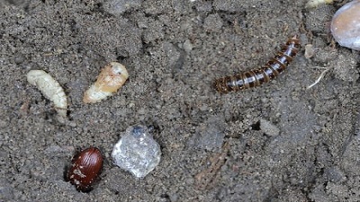 Plastic-eating insect discovered in Kenya