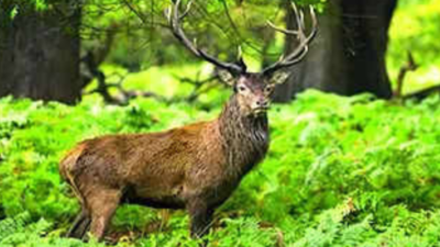 UP forest dept to roll out plan for better swamp deer habitats in Oct