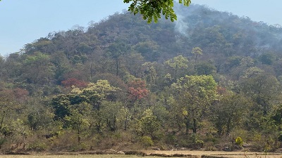 Odisha had half of India’s wildfires on March 13 — & poachers may be to blame