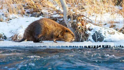  Climate change is making Beavers expand into Canadas Arctic where their dams are changing the landscape
