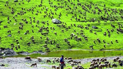  Indias first high altitude wildlife safari to come up in Ladakh