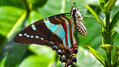 US proposes endangered species protections for an imperiled Jamaican butterfly