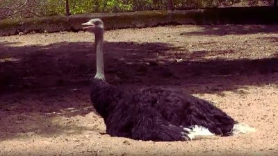 Worlds largest bird breeds naturally in Tamil Nadu Zoo