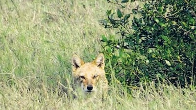 Golden jackal death raises fresh concerns over Navi Mumbai wildlife protection