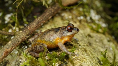 25 frog species spotted during estimation exercise in KDHP