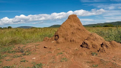 How termite behaviour is linked to a warming world: Findings of a new study