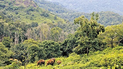MoEFCC releases model rules for Agroforestry to support tree farming