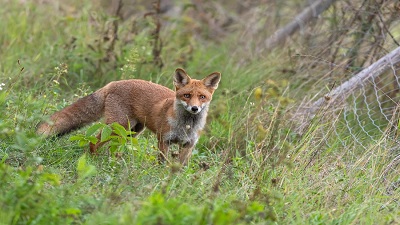 Sierra Nevada red fox to be listed as federally endangered