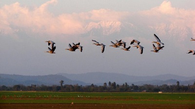 Migratory birds in Uttarakhand start leaving as temperature rises